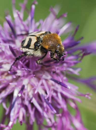 Trichius fasciatus
